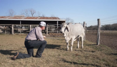 Wife surprises husband with Brahman cow to fulfill childhood dream