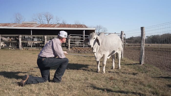Wife surprises husband with Brahman cow to fulfill childhood dream