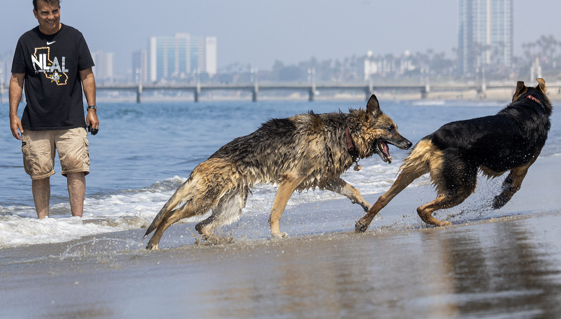 City considers second dog beach, this one at Junipero • Long Beach Post