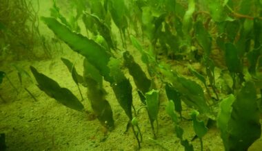 Port of San Diego receives grant to stop seaweed – NBC 7 San Diego