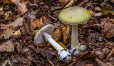 Representative picture of Death Cap mushrooms. Image source: IURII BUKHTA/Canva