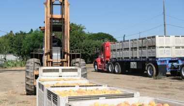 Del Monte cannery closure devastates California fruit growers