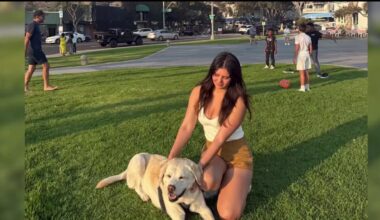 Dog survives vicious attack at Linda Vista park – NBC 7 San Diego