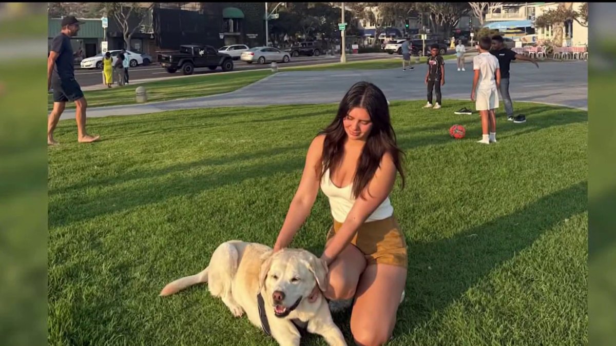 Dog survives vicious attack at Linda Vista park – NBC 7 San Diego