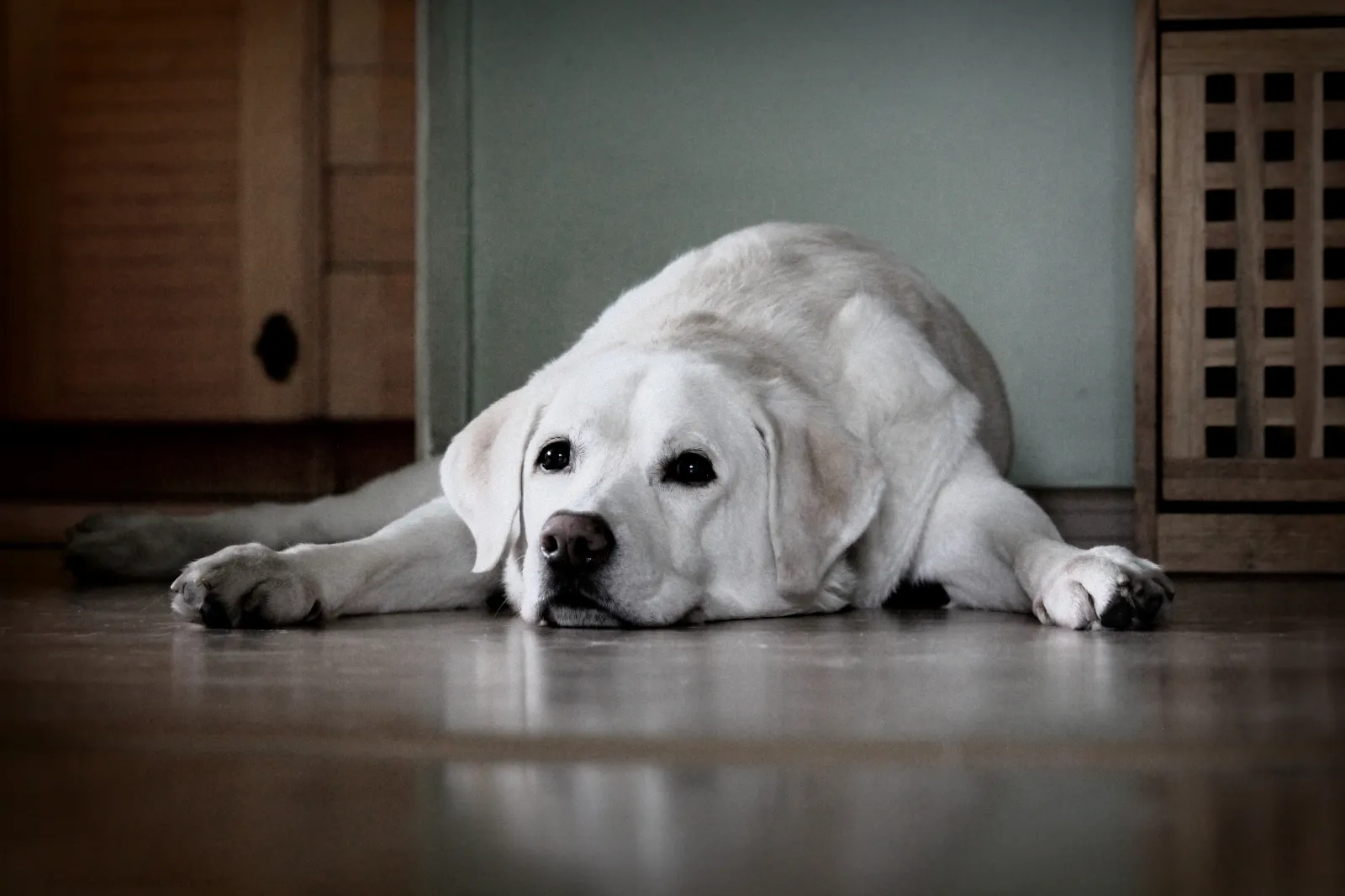 File image of a golden Labrador dog