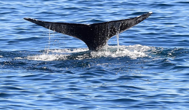 The tail, of a gray whale can be seen as the mammal makes its descent into the Pacific Ocean off the Southern California coastline. (Frederic J. Brown -- AFP)
