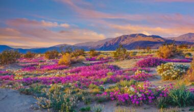 A ‘colorful’ wildflower season may be ahead for some California State Parks – NBC Los Angeles