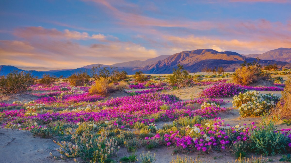 A ‘colorful’ wildflower season may be ahead for some California State Parks – NBC Los Angeles