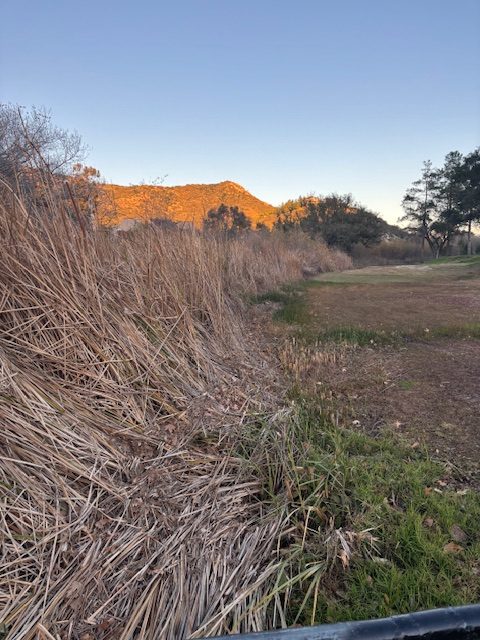 These reeds have grown from a creek bed located between the San Vicente Country Villas II, or Green Haven, condominiums and the San Diego Country Estates golf course. (Doreen Smith) 