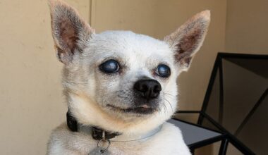 Tag, your pet is it!