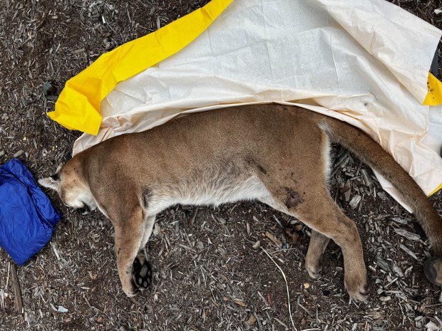 A mountain lion killed on the 60 Freeway at Golden Springs Road was collected by a scientist for examination on Sunday, April 3, 2022. The animal was struck by a vehicle most likely the day before. A post-mortem examination will tell scientists more about the animal and where he came from. He is believed to have come through Chino Hills.