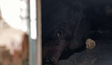 California homeowner rolls out 'unwelcome' mat for black bear living under his house