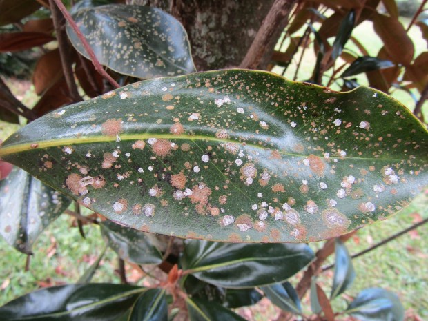 Gray and brown blotches on magnolia leaves are known as algal leaf spot and cause little harm. (Courtesy of Tom MacCubbin)