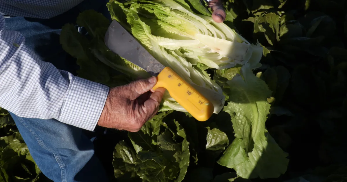 Agriculture, natural resources sectors support California’s rank as world’s fourth-largest economy