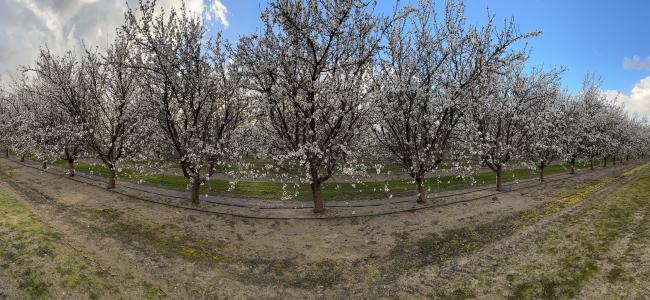 Panoramic View of Blossom Trail Orchards