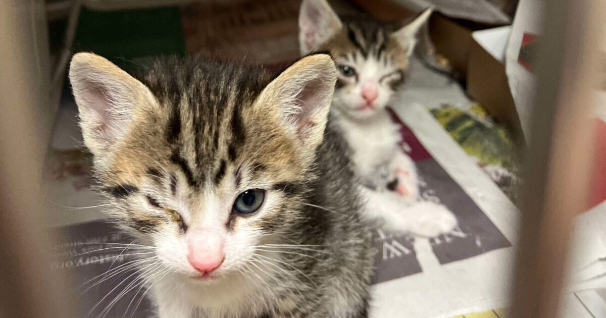 San Jose animal shelter faces legal threat over alleged neglect