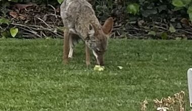 Coyotes are in breeding season — what does that mean for La Jolla homeowners? – San Diego Union-Tribune