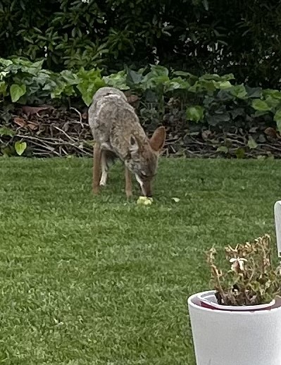 Coyotes are in breeding season — what does that mean for La Jolla homeowners? – San Diego Union-Tribune