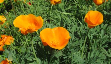 Grow state flower of California in your garden