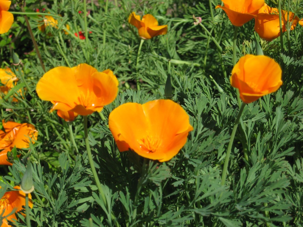 Grow state flower of California in your garden