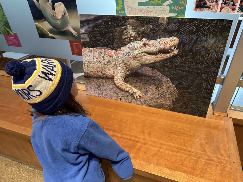 A child wearing a Warriors beanie looks at a photo of a white alligator covered in handwritten messages, displayed on a wooden counter at a museum or exhibit.