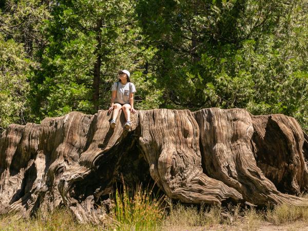 Woman sits on large sequoia tree stump