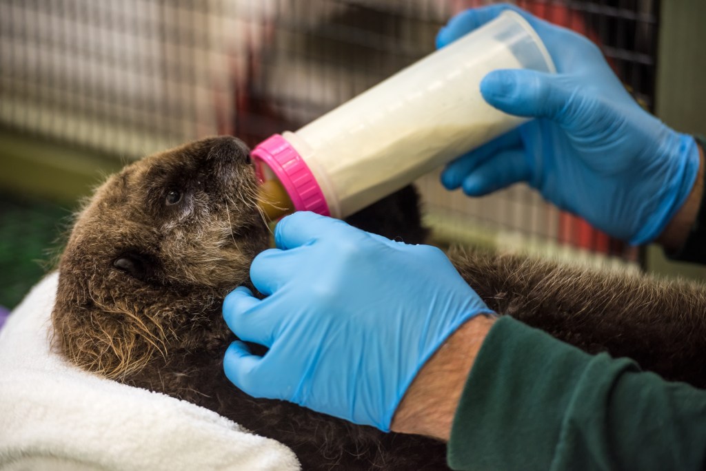 An otter pup being fed