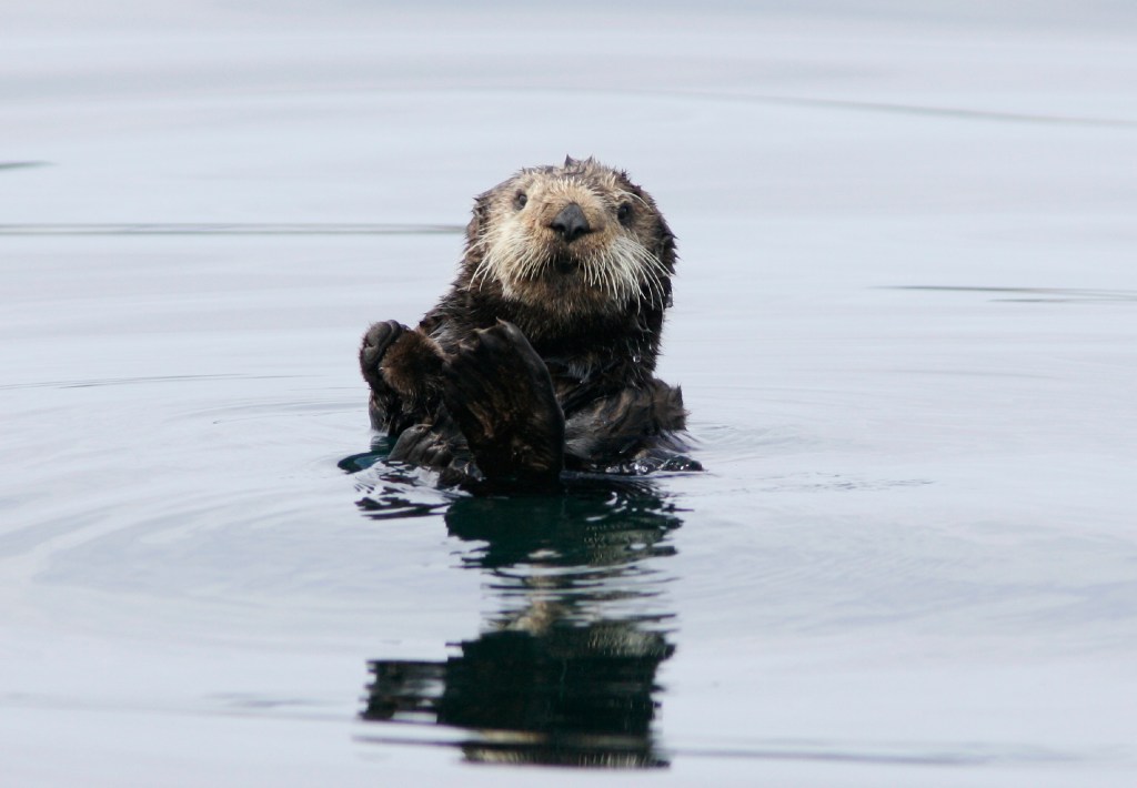 An otter floats on its back