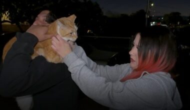 A friendly neighborhood cat is recovering after being shot by a crossbow in San Jose. (KGO via CNN ...