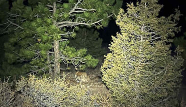 Man fought off a mountain lion weeks before a suspected fatal Colorado attack