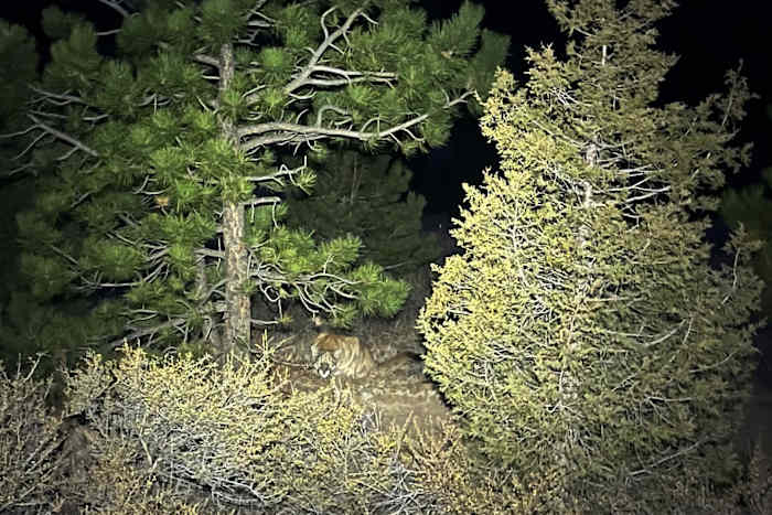 Man fought off a mountain lion weeks before a suspected fatal Colorado attack