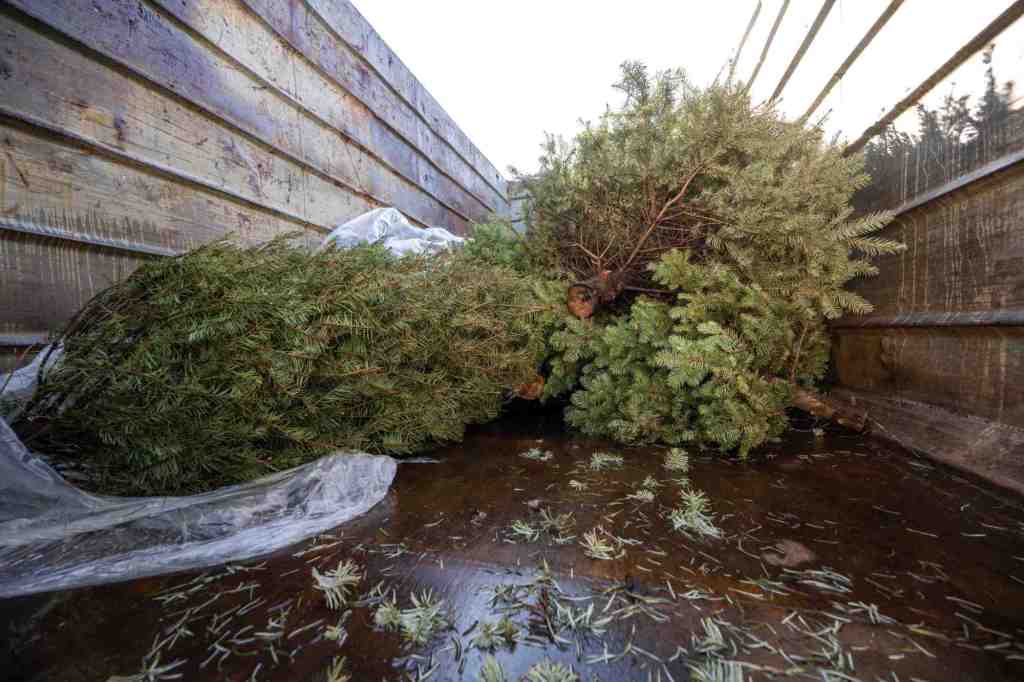 How to say goodbye to your Christmas tree in Los Angeles – Daily News