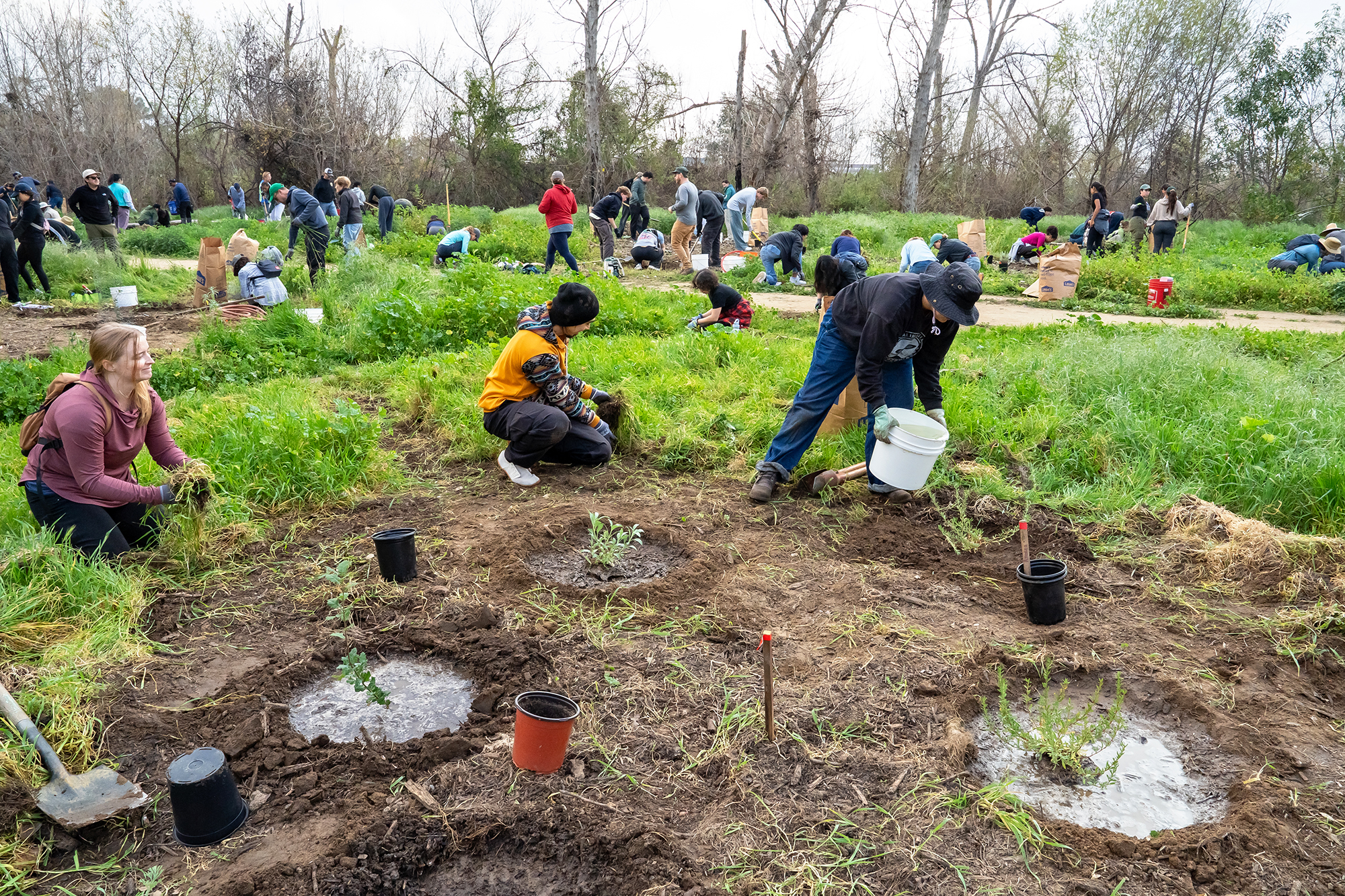 Volunteers remove invasive plants, water newly planted native vegetation and...
