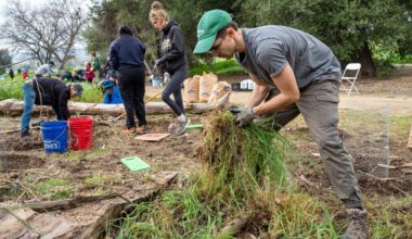 Volunteers for Friends of the LA River roll up their sleeves to remove invasive mustard – Daily News