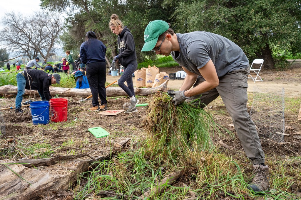Volunteers for Friends of the LA River roll up their sleeves to remove invasive mustard – Daily News