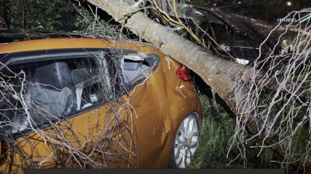 A section of a large pine tree fell on top of two cars in Reseda during a recent rainstorm. (Photo by KNN)