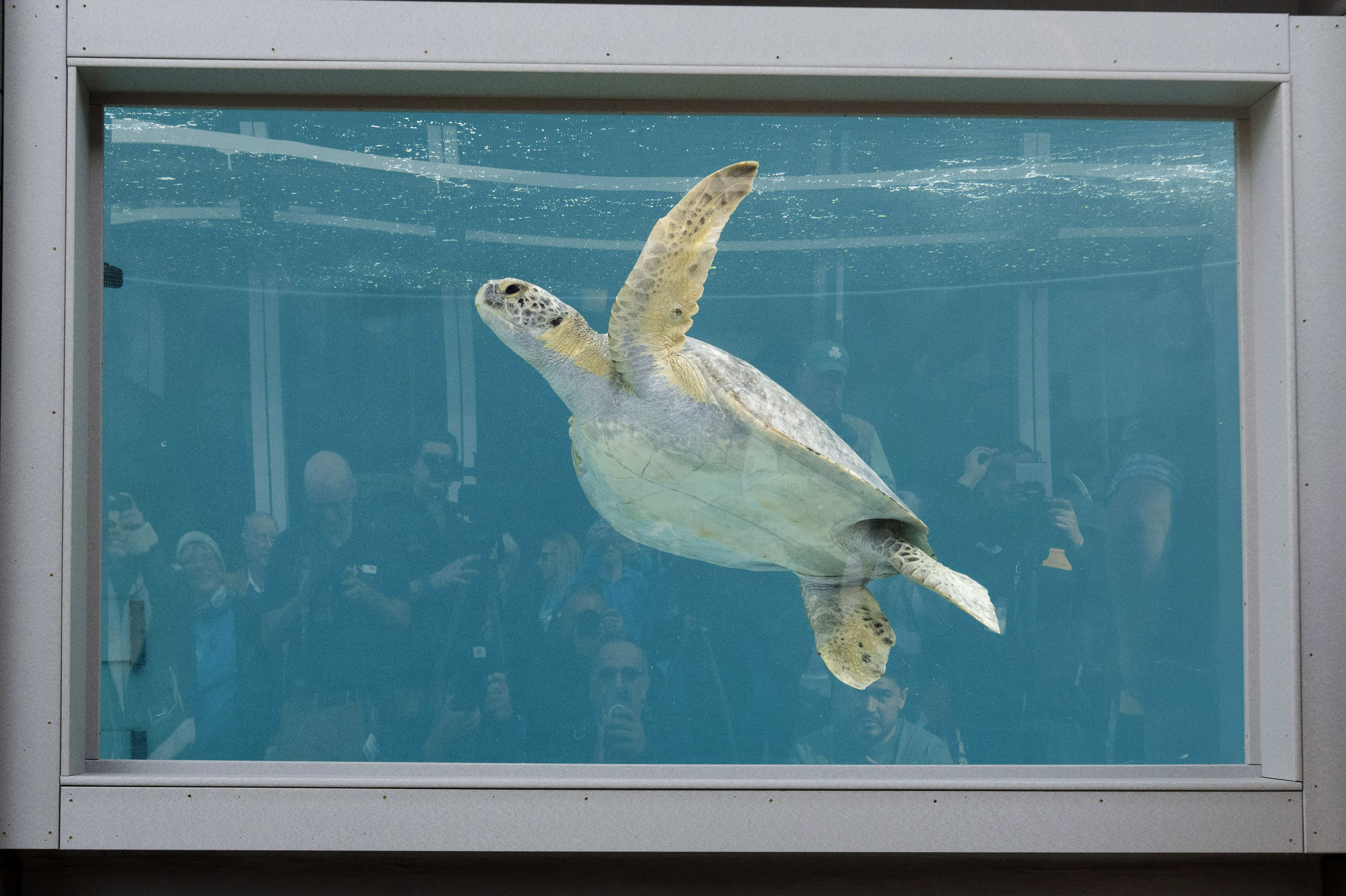 The Aquarium of the Pacific celebrates the grand opening of...