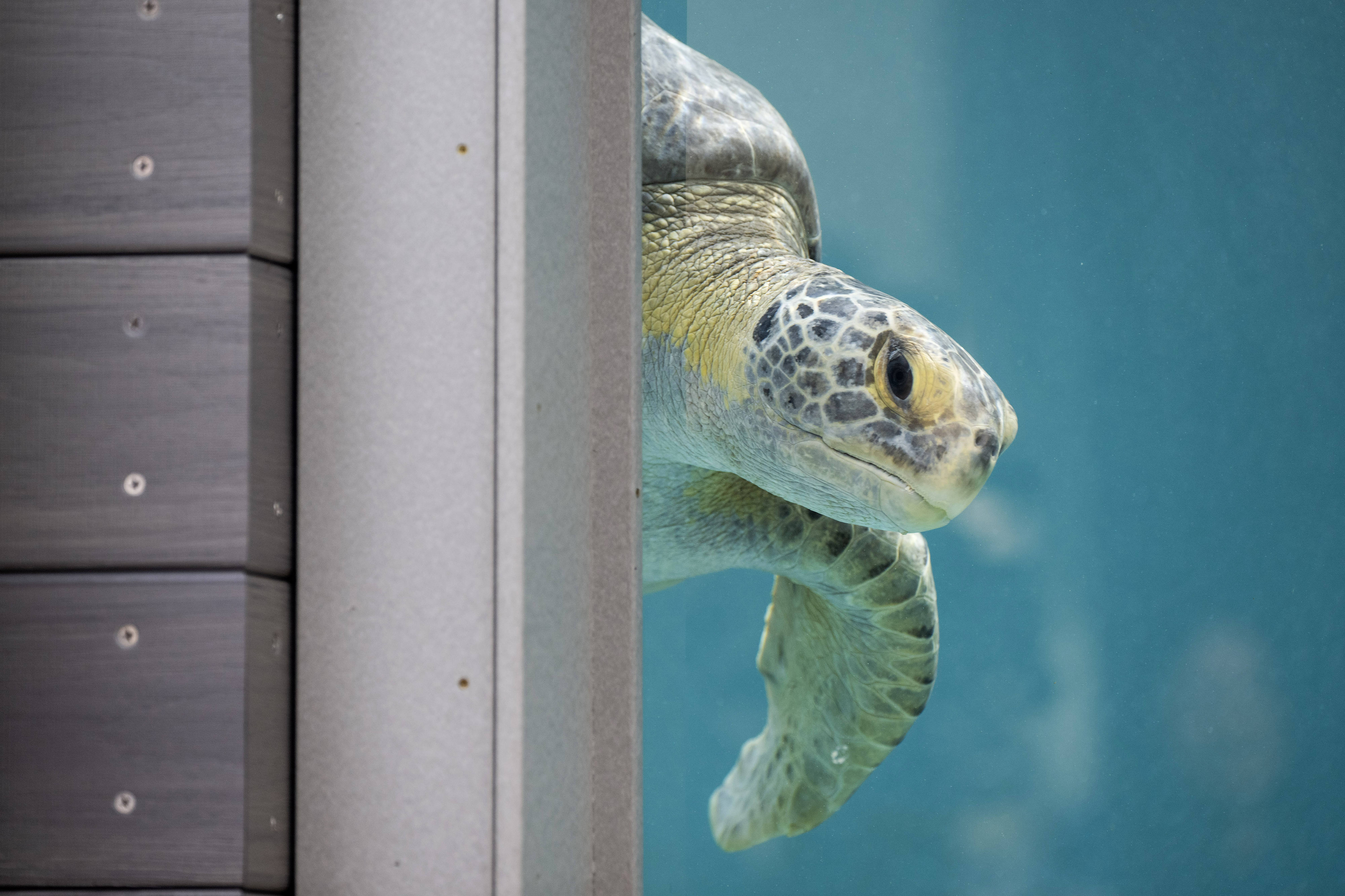 The Aquarium of the Pacific celebrates the grand opening of...