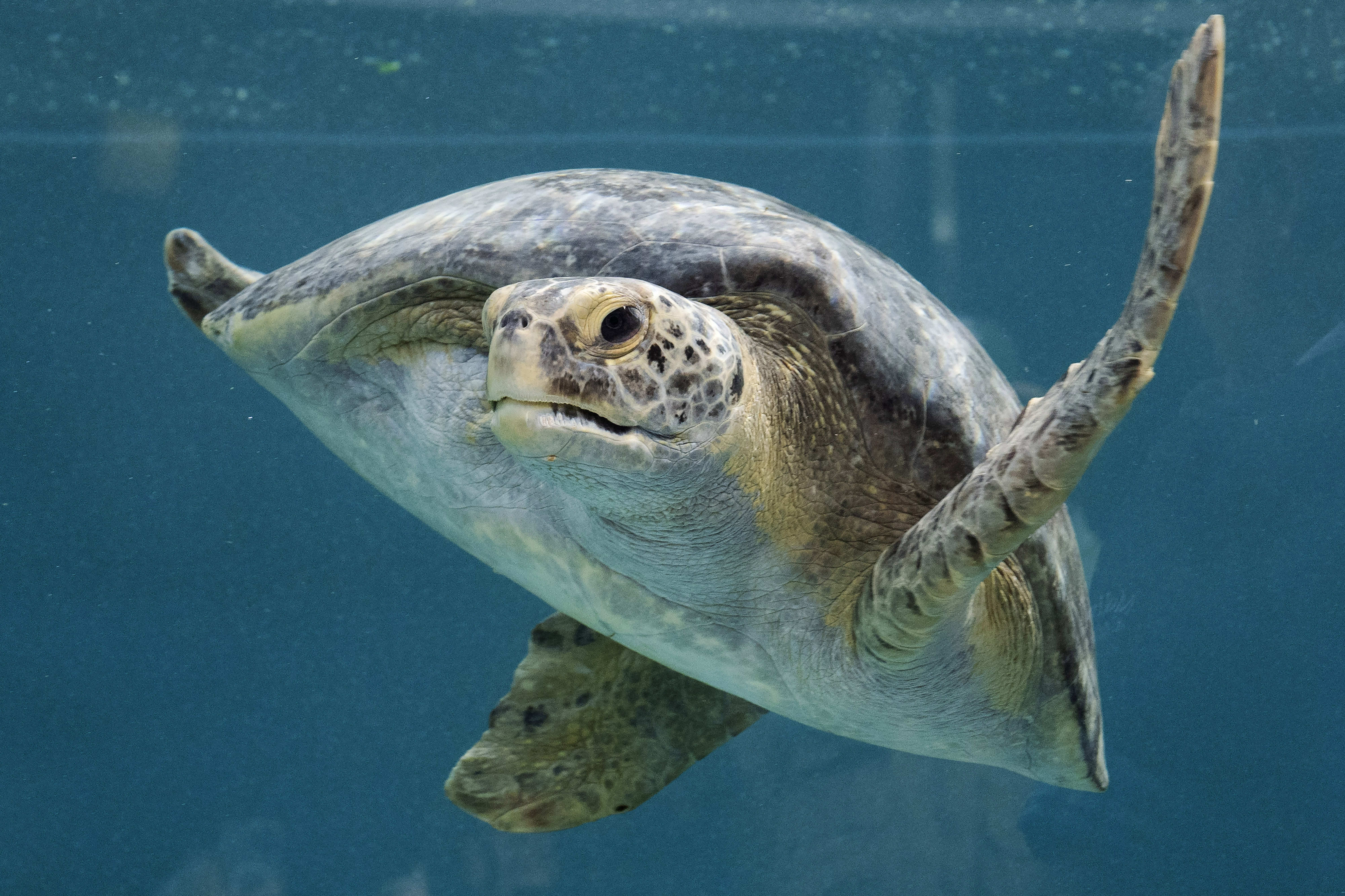 The Aquarium of the Pacific celebrates the grand opening of...