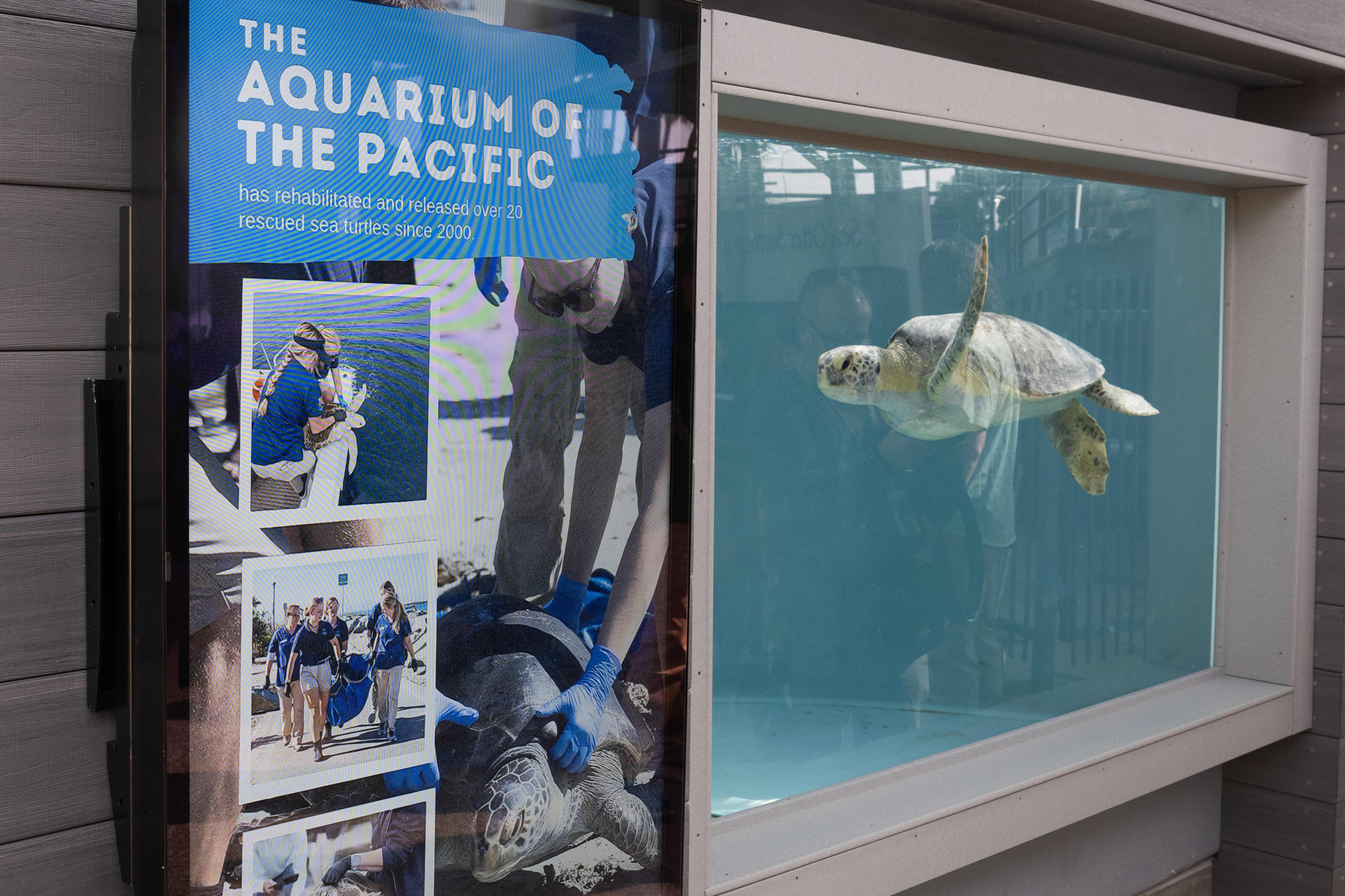 The Aquarium of the Pacific celebrates the grand opening of...