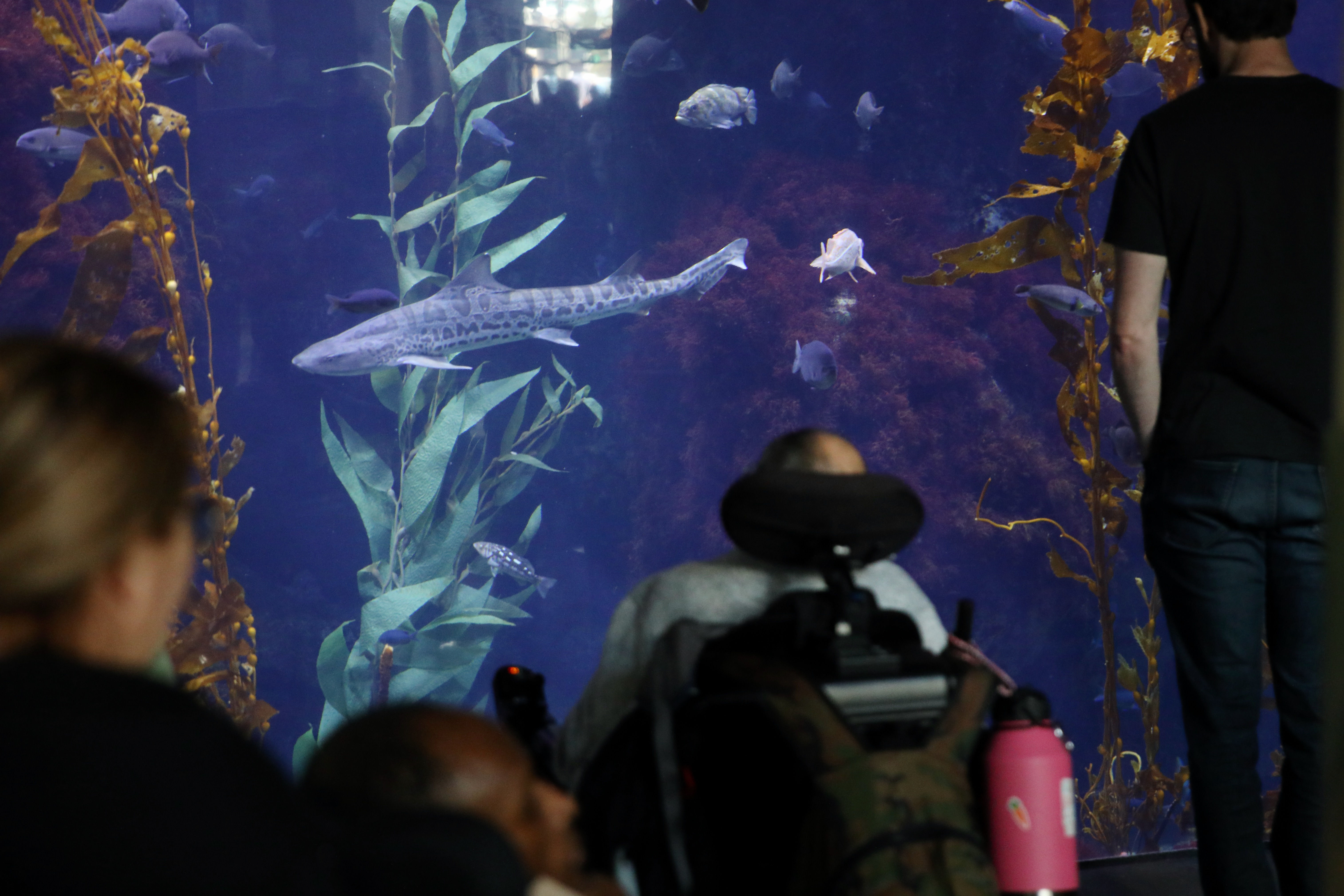 Guests tour the Aquarium of the Pacific on Saturday, Jan....
