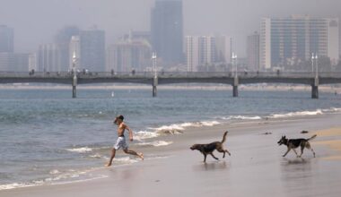 Long Beach residents can share input on proposed second dog beach at Junipero Beach next month – Press Telegram