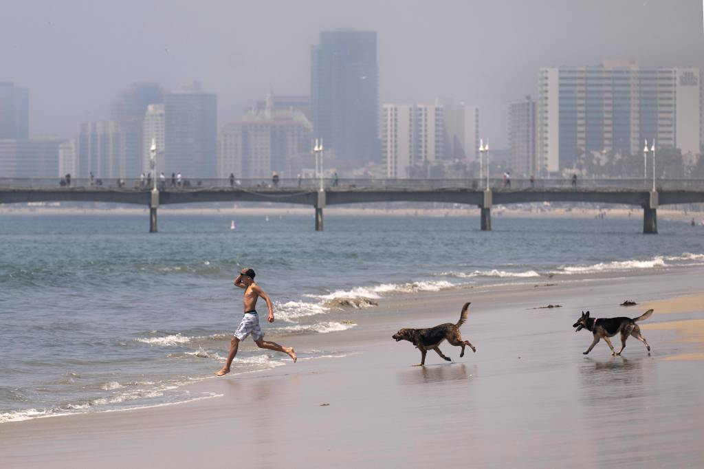 Long Beach residents can share input on proposed second dog beach at Junipero Beach next month – Press Telegram