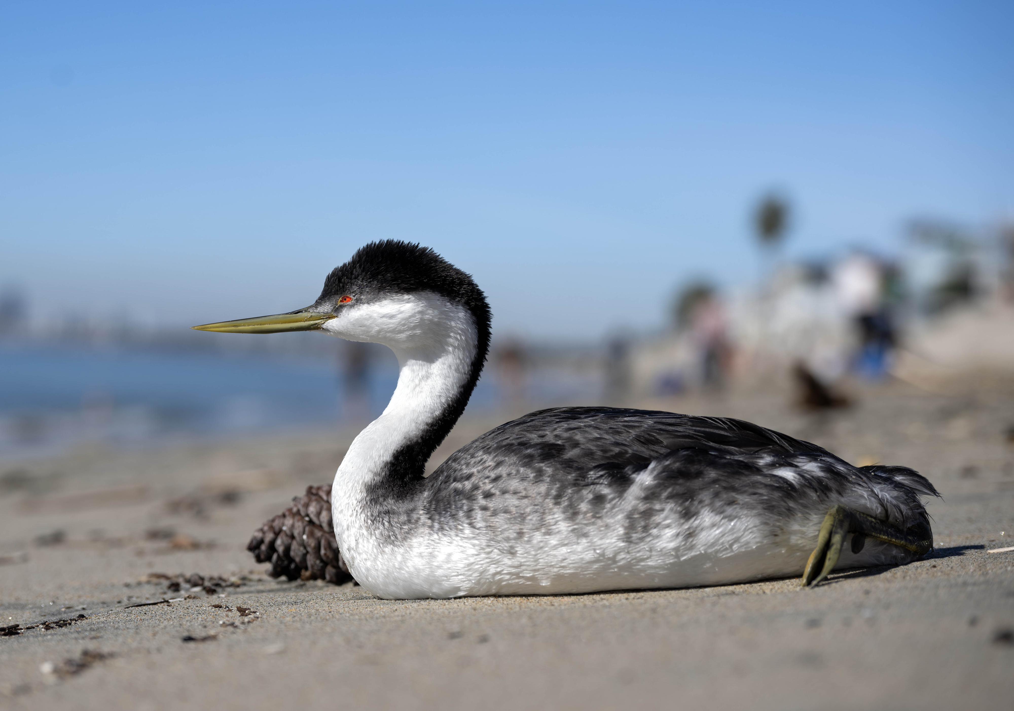An apparently sick bird rests in the sand as people...
