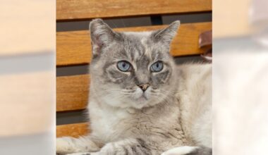 Suzy Q and Pepper are ready for adoption – Daily Breeze