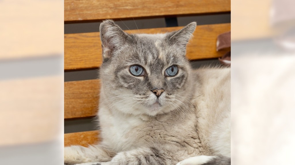 Suzy Q and Pepper are ready for adoption – Daily Breeze