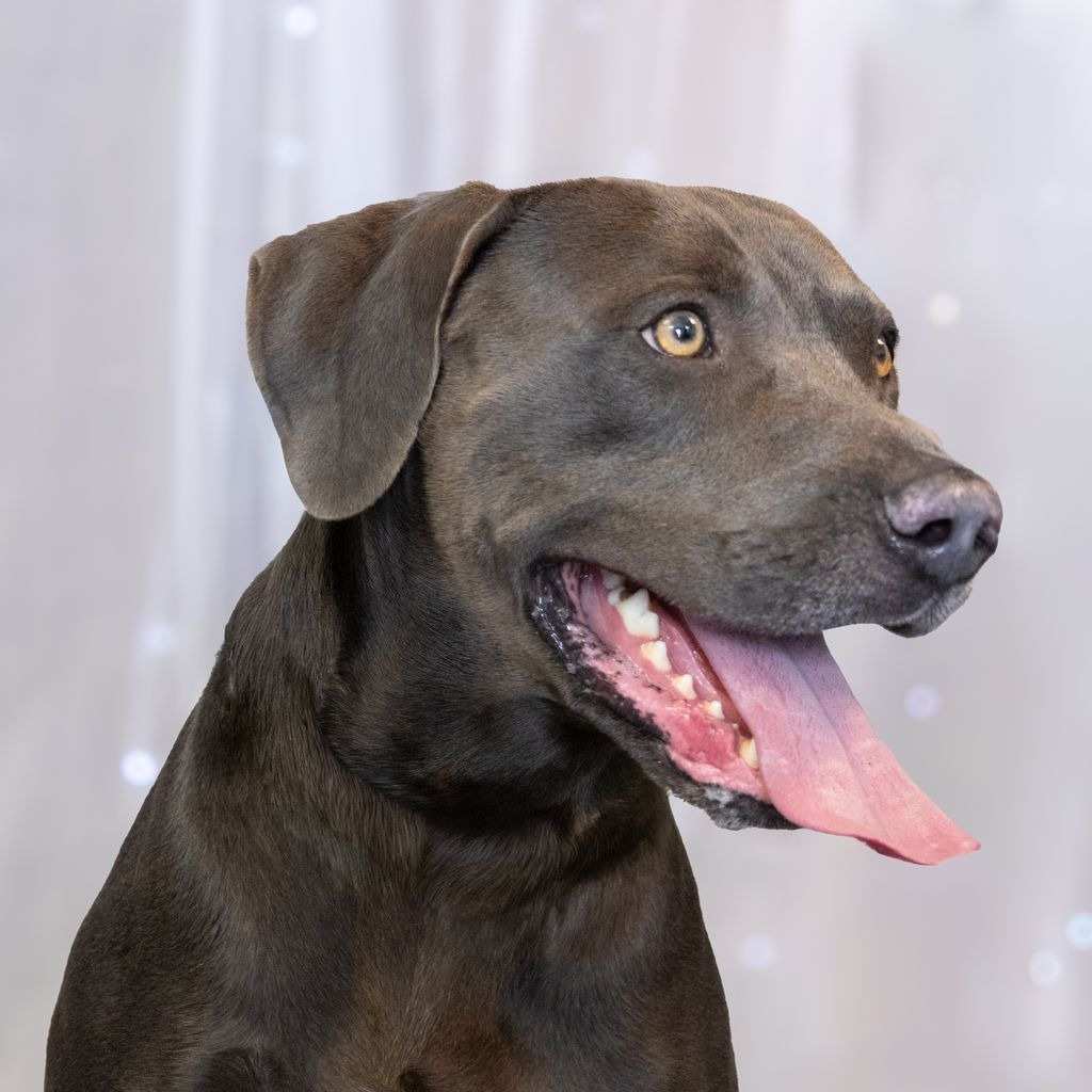 Pepper is a 1-year-old, male, Labrador retriever and Weimaraner mix...