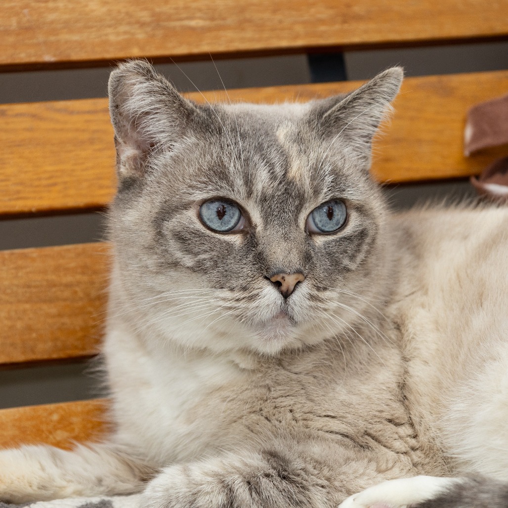Suzy Q is an 8-year-old, female, Siamese and mix breed...
