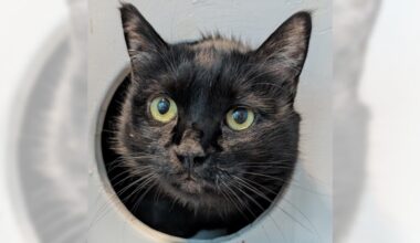 Brixi and Spike are ready for adoption – Press Telegram