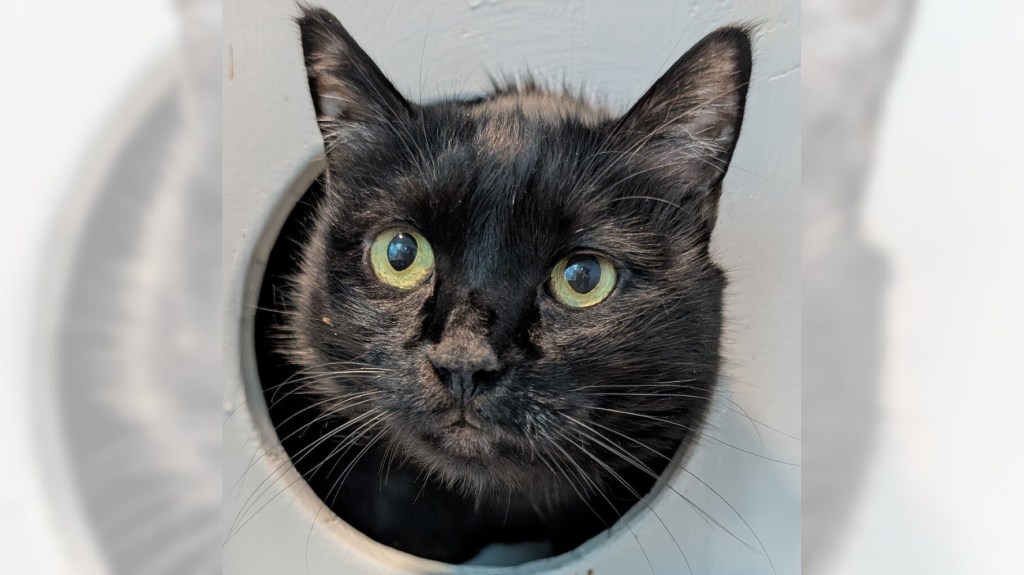 Brixi and Spike are ready for adoption – Press Telegram